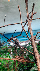 Kaiserschnurrbart Tamarin