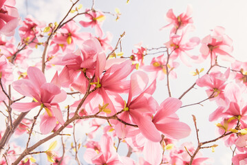 Magnolia tree blooms in springtime wallpapers.