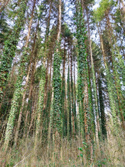 ivy on fir trees in forest