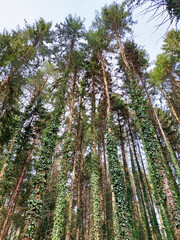 tops of fir trees in forest