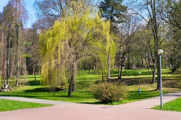 Beautifully green grass in a city park. spring day in the park 