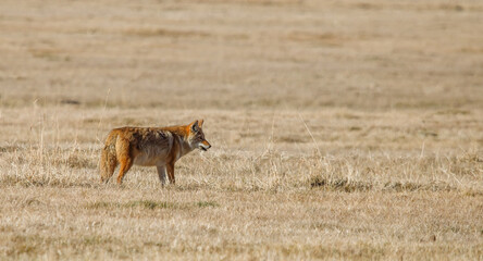 Fototapeta premium large coyote hunting mice in field 