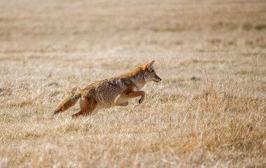 large coyote hunting mice in field 