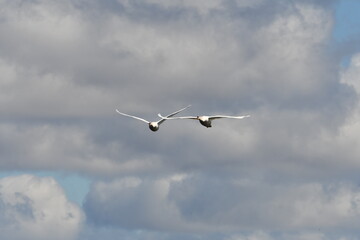 A pair of Mute swans in flight in front of a cloudy sky