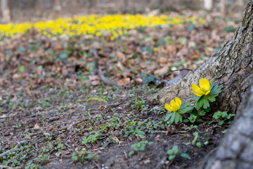 Winterlinge in Wien beim Prater
