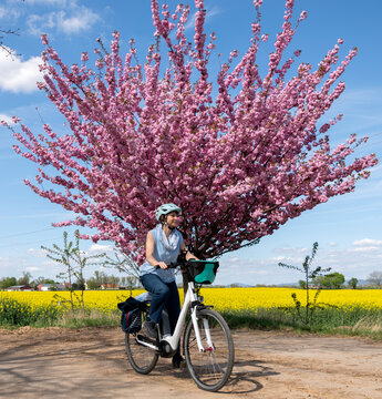 Frau fährt Fahrrad , blühendes Rapsfeld und Kirschbaum , Sonnenschein und blauer Himmel.