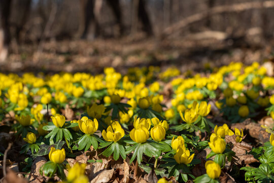 Winterlinge in Wien beim Prater