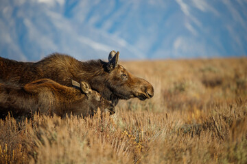 female moose calf profile in sage brush