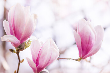 Fototapeta na wymiar Beautiful blooming magnolia branch in spring closeup. Flowering magnolia tree.