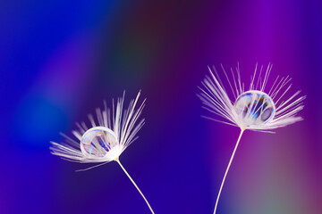 Dew water drop on dandelion seed, macrophotography. Fluffy dandelion seed with beautiful raindrop over purple background, soft selective focus.