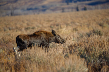 female moose calf profile in sage brush
