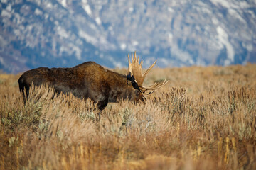 Large bull moose grazing in sage brush