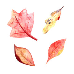 Watercolor illustration with autumn orange leaves, autumn, twigs of leaves. Botanical illustration for postcards, posters, fabrics, decor, holidays