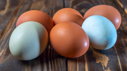 Two llight blue and four brown eggs. Easter Festival concepts. Araucana eggs and the eggs of an ordinary chicken.