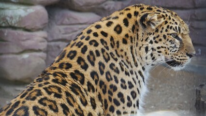 A leopard sits in a zoo enclosure.