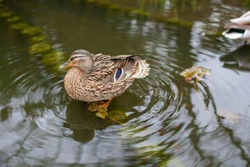 female mallard duck stand on a pond