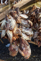 Fish  drying racks with cod near Reine. Lofoten islands Norway
