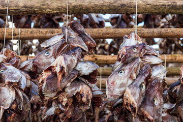 Fish  drying racks with cod near Reine. Lofoten islands Norway