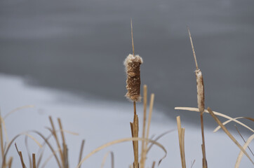 Cattail Reeds in the Early Spring