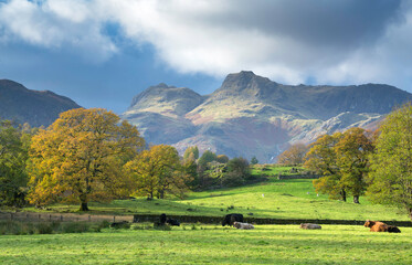 Sunny autumn afternoon in the Lake District looking toward the Langdale Pikes and gorgeous autumnal trees, with cows grazing in the pasture