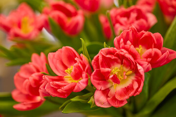 Obraz premium beautiful abstract background with flowers in blur dof.