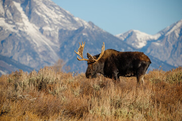 Large bull moose grazing in sage brush