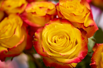 beautiful abstract background with flowers in blur dof.