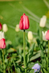 beautiful abstract background with flowers in blur dof.