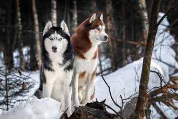 Portrait cute husky dogs sitting on the trunk tree in winter forest.
