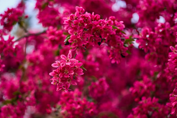 beautiful abstract background with flowers in blur dof.