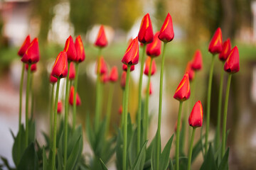 beautiful abstract background with flowers in blur dof.