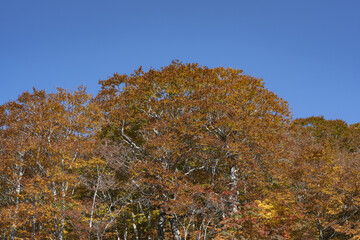 青い空と色づいた森