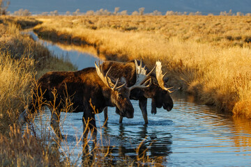 Bull moose at sunset in mountain stream