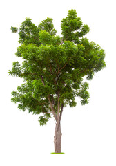 Fototapeta premium Tree isolated on white background, With Clipping path.