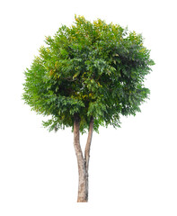 Naklejka premium Tree isolated on white background, With Clipping path.