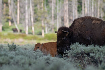 Bison and calf in Yellowstone