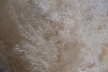 close up of horizontal natural background with beige pampas grass texture and copy space
