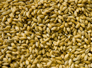 Malted Barley grains