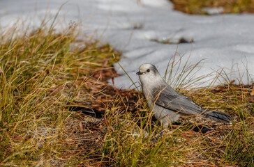 gray jay in snowy field 