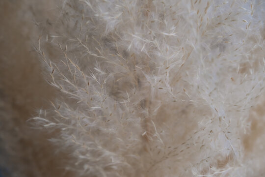 close up of horizontal natural background with beige pampas grass texture and copy space