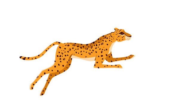Leopard running on African savannah vector illustration. Cartoon wild fast animal hunting for prey, predator chasing victim in nature isolated on white. Safari, tropical wildlife of Africa concept