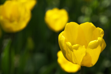 Obraz premium Spring background with brights sunlit yellow tulips.