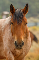 Obraz premium wild mustang horses in high desert