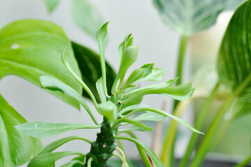 Monadenium, Euphorbia ritchiei or EUPHORBIACEAE