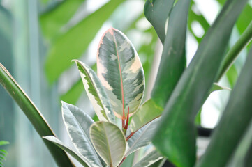 Decora Tree, Indian Rubber Tree or Rubber Plant or Variegated Indian Rubber or Ficus elastica or Assam Rubber