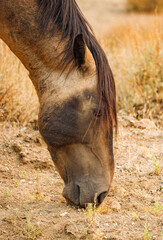 wild mustang horses in high desert