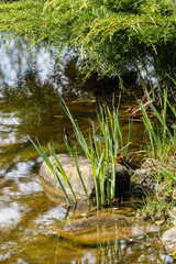 Blooming sedge Carex Nigra (Carex melanostachya) on shore of garden pond. Fluffy yellow caps on Black or common sedge against blurred background. Selective focus. Nature concept for spring design.