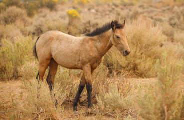 wild mustang horses in high desert
