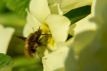 Fluffy fly on the yellow flower in nature. Slovakia