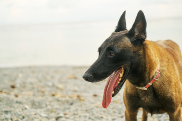 Dog yawning with its tongue out